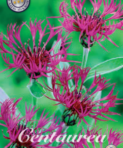 Centaurea ’Atropurpurea’