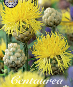 Centaurea ’Orientalis’