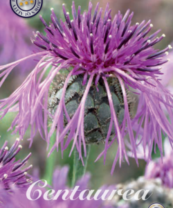 Centaurea ’Scabiosa’