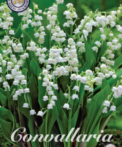 Convallaria ’Majalis’