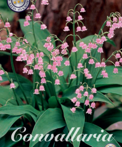 Convallaria ’Majalis Rosea’