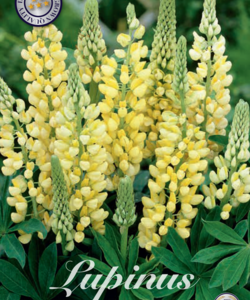 Lupin ’Saffron’