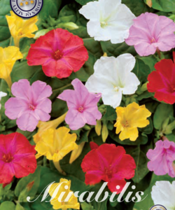 Mirabilis ’Mixed’