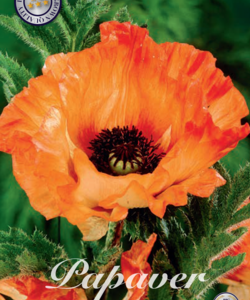 Vallmo Papaver ’Pinnacle’