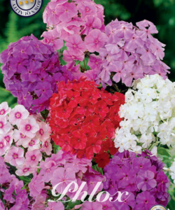 Phlox ’Mixed’