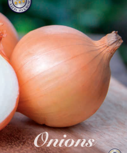 Sättlök ’Centurion’ Gul Lök