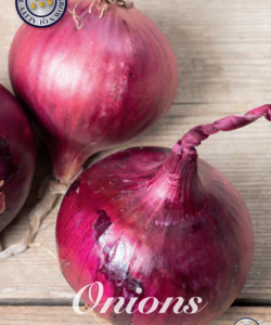 Sättlök ’Red Baron’ Rödlök