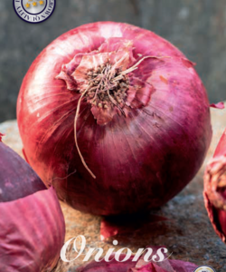 Sättlök ’Red Sun’ Rödlök