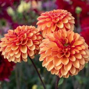 Dahlia Boll ’American Sunset’