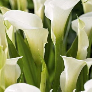 Zantedeschia ’Albomuculata’