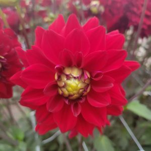 Dahlia Dekorativ Liten ’All Directions’