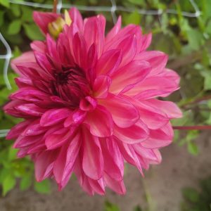 Dahlia Dekorativ Liten ’Bacardi’