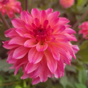 Dahlia Dekorativ Liten ’Belfloor’