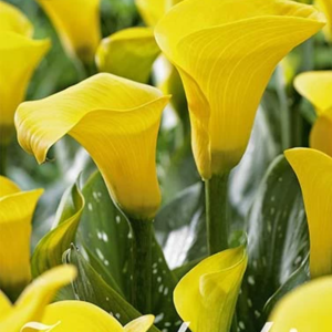 Zantedeschia ’Black Eyed Beauty’