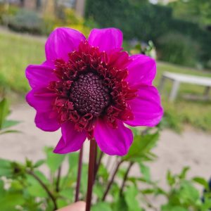 Dahlia Anemon ’Blue Bayou’