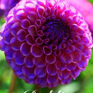 Dahlia Boll ’Caitlin’s Joy’