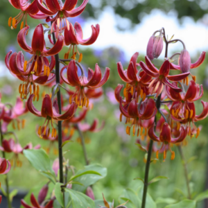 Krollilja ’Martagon Claude Shride’