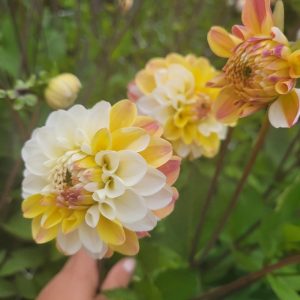 Dahlia Boll ’Double Jill’