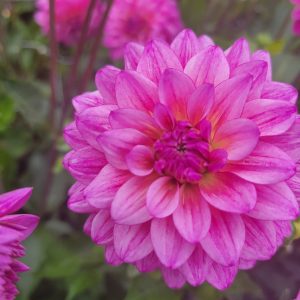 Dahlia Dekorativ Liten ’Dutch Silence’