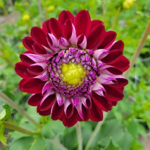 Dahlia Dekorativ Liten ’Embassy’