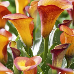 Zantedeschia ’Esmeralda’