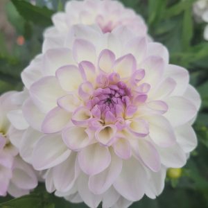 Dahlia Boll ’Eveline’
