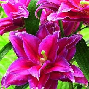 Lilja ’Grand Amour’ x2