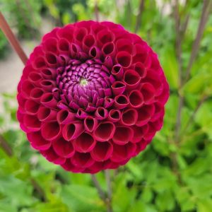Dahlia Boll ’Ivanetti’