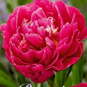 Pion ’Karl Rosenfield’