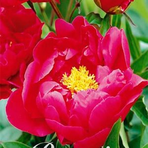 Pion ’Louis Van Houtte’