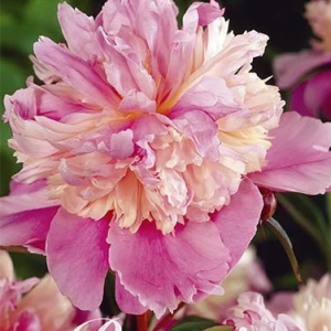 Pion ’Madame Emile Debatene’