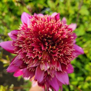 Dahlia Anemon ’Mambo’