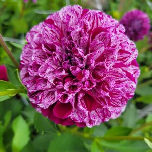 Dahlia Boll ’Marble Ball’
