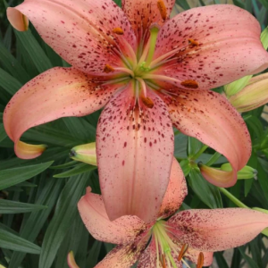 Lilja Orientalisk ’Morpho Pink’ x2