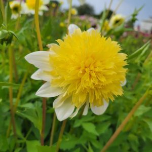 Dahlia Anemon ’Freya’s Paso Doble’ (Pasadoble)