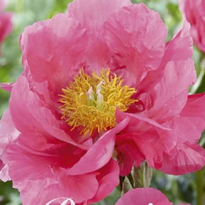 Pion ’Paula Fay’