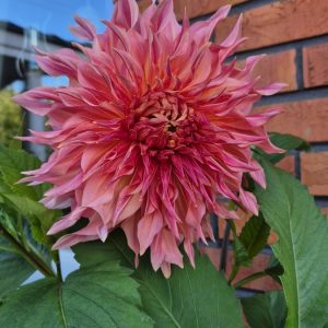 Dahlia Dekorativ Jätte ’Penhill Dark Monarch’
