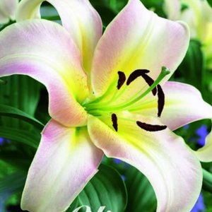 Lilja ’Primrose Hill’ x2