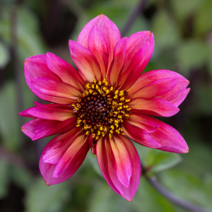 Dahlia Anemon ’Princess Nadine’