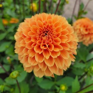 Dahlia Boll ’Ralphie’