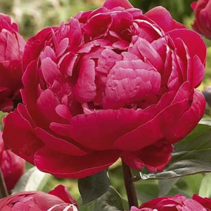 Pion ’Red Sarah Bernard’