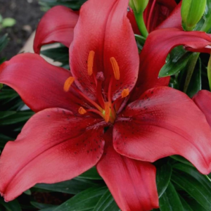 Lilja ’Salinero’ x2