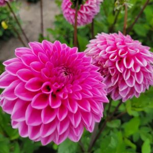 Dahlia Boll ’Sandra’
