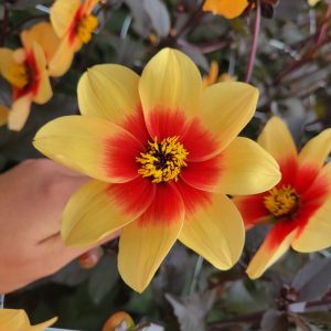 Dahlia Enkel ’Mignon Sunshine’