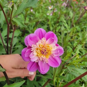 Dahlia Anemon ’Take Off’