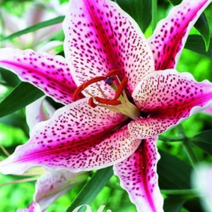 Lilja Orientalisk ’Tigerwoods’ x2
