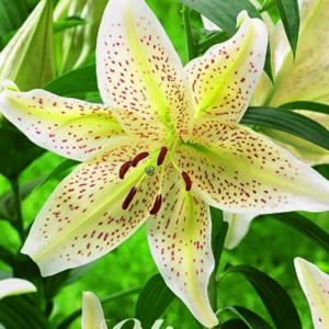 Lilja Orientalisk ’Tigermoon’ x2