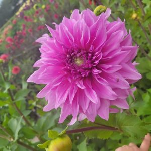 Dahlia Dekorativ Jätte ’Vassio Meggos’