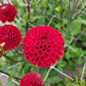 Dahlia Pompom ’Viking’