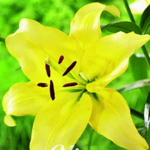 Lilja Asiatic ’Yellow Power’ x2